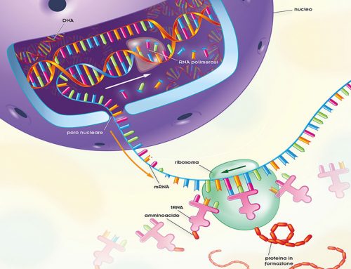 Le proteine, piccole instancabili operaie