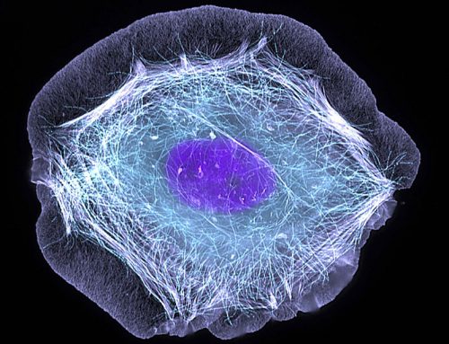 Le cellule, consapevoli e indipendenti
